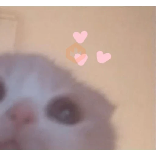 😸 Gatitos Amor 😸 sticker 13