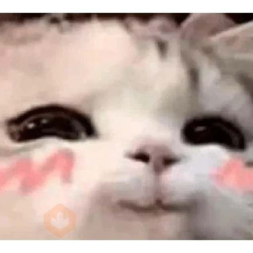 😸 Gatitos Amor 😸 sticker 12