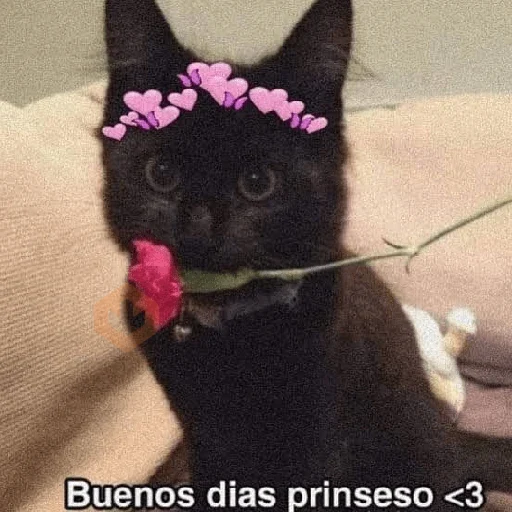 😸 Gatitos Amor 😸 sticker 16