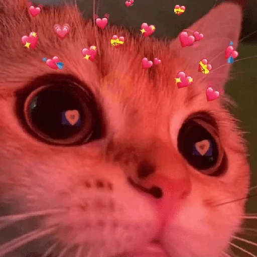 😸 Gatitos Amor 😸 sticker 18