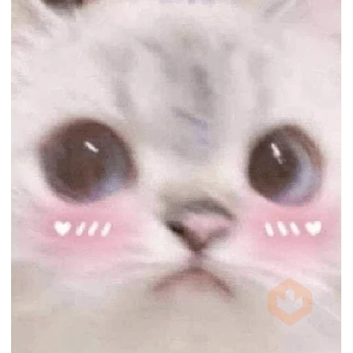 😸 Gatitos Amor 😸 sticker 21