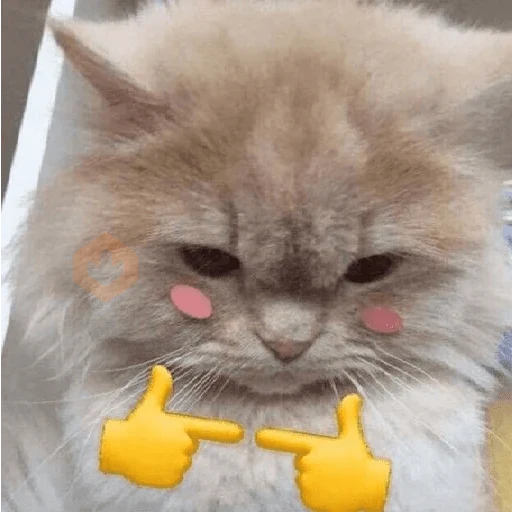 😸 Gatitos Amor 😸 sticker 20