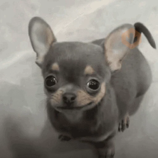 tiktok memes 4 sticker 27