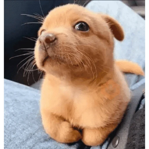tiktok memes 4 sticker 29