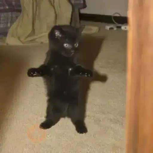 Gatos bailando 🐱🐾 TIKTOK 📲 sticker 12