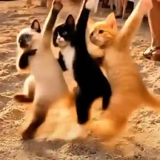 Gatos bailando 🐱🐾 TIKTOK 📲 sticker 11