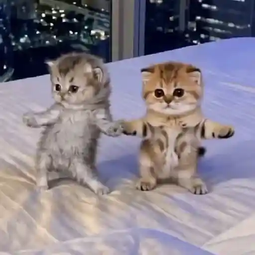 Gatos bailando 🐱🐾 TIKTOK 📲 sticker 15