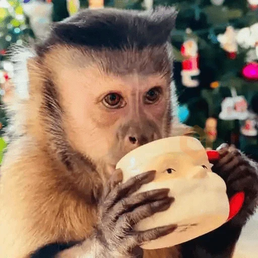 Monitos🐵 sticker 17