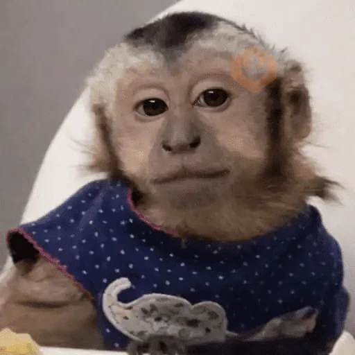 Monitos🐵 sticker 15