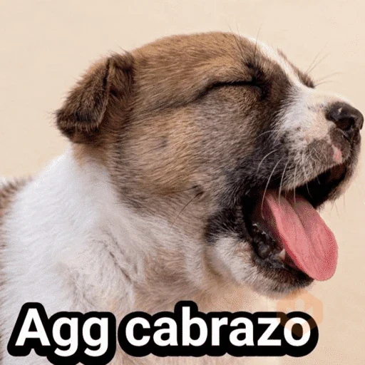 Varios 2 sticker 21