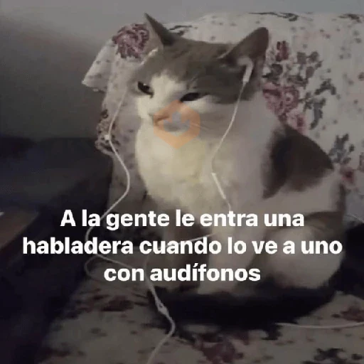💬🪡Gatos con frases 💬😹 sticker 13