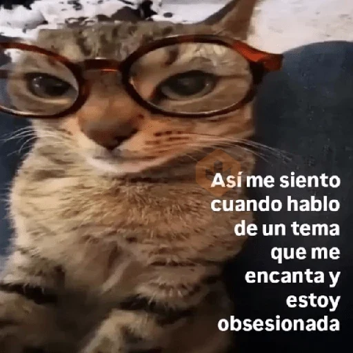 💬🪡Gatos con frases 💬😹 sticker 14