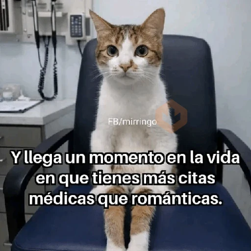 💬🪡Gatos con frases 💬😹 sticker 11