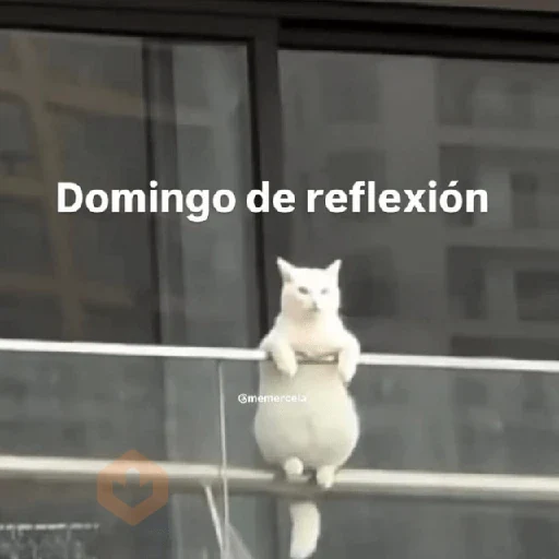💬🪡Gatos con frases 💬😹 sticker 12