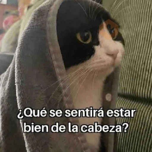 💬🪡Gatos con frases 💬😹 sticker 15