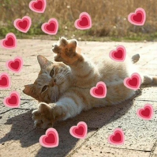 💓💓 Amor Para Ti !! 💓💓 sticker 18