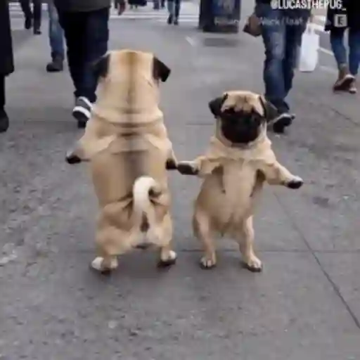 Animalitos bailando🐶🐱💗 sticker 11