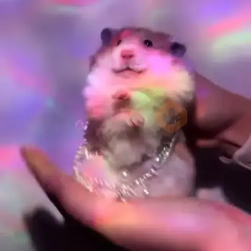 Hamster ✨🔥 TIKTOK 📲 sticker 11
