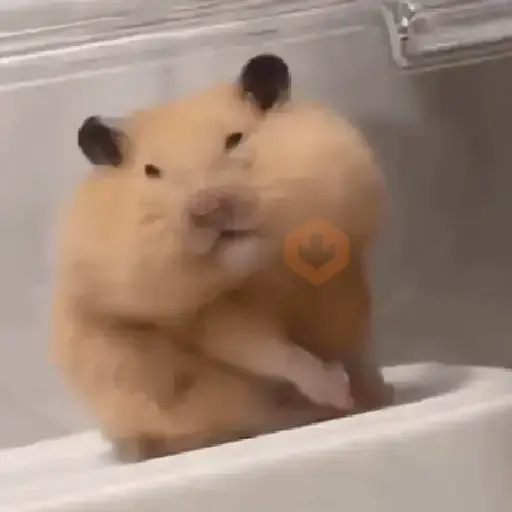 Hamster ✨🔥 TIKTOK 📲 sticker 14