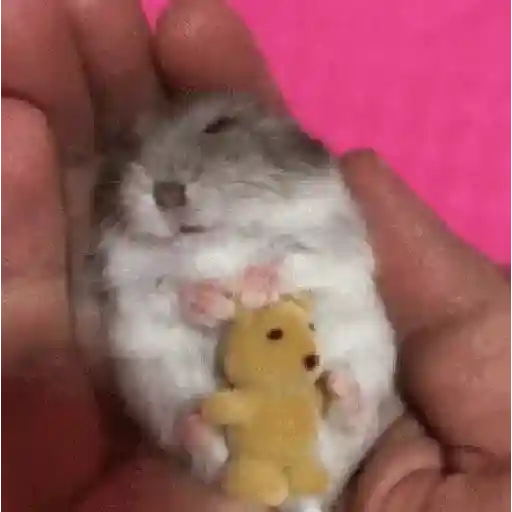 Hamster ✨🔥 TIKTOK 📲 sticker 13