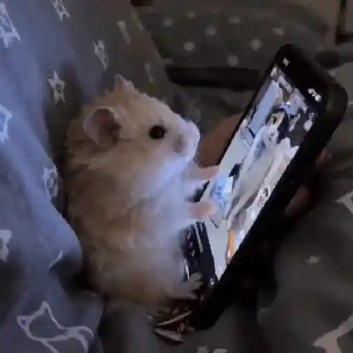 Hamster ✨🔥 TIKTOK 📲 sticker 16