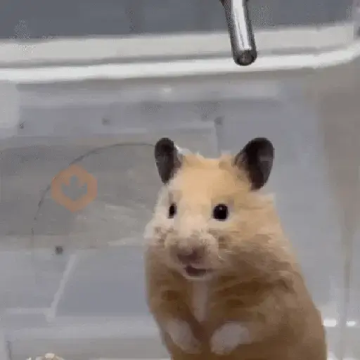 Hamster ✨🔥 TIKTOK 📲 sticker 20