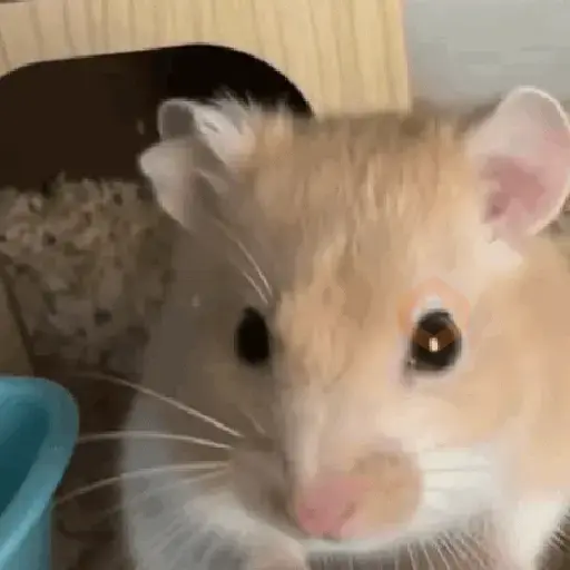 Hamster ✨🔥 TIKTOK 📲 sticker 17