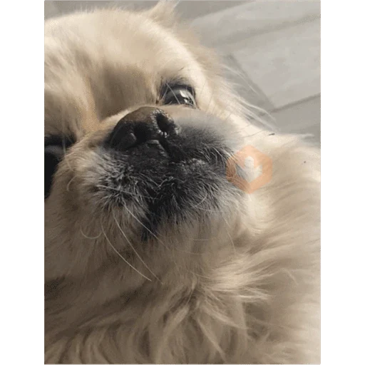 uwu sticker 11