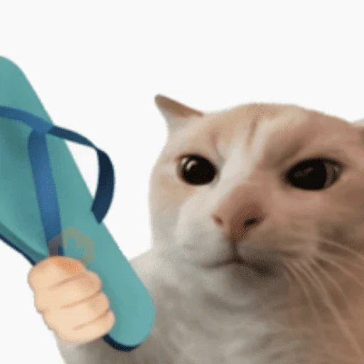 Gatos sticker 19