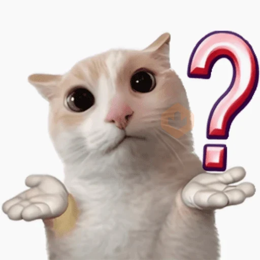 Gatos sticker 11