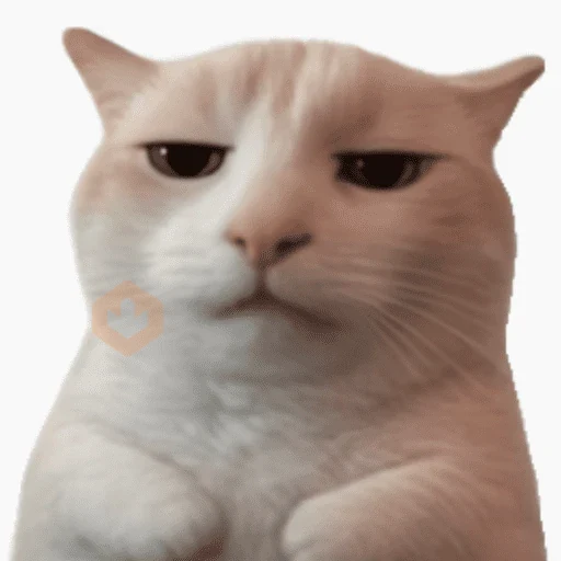 Gatos sticker 22