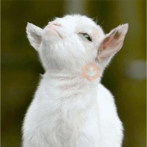 ANIMAL REACTION TIKTOK sticker 14