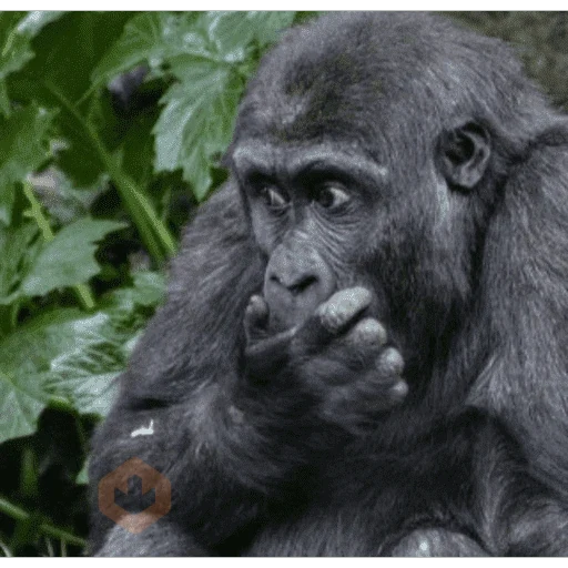 ANIMAL REACTION TIKTOK sticker 12