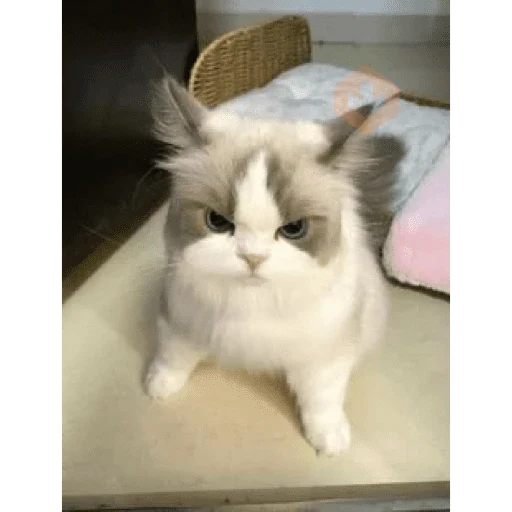 ANIMAL REACTION TIKTOK sticker 15