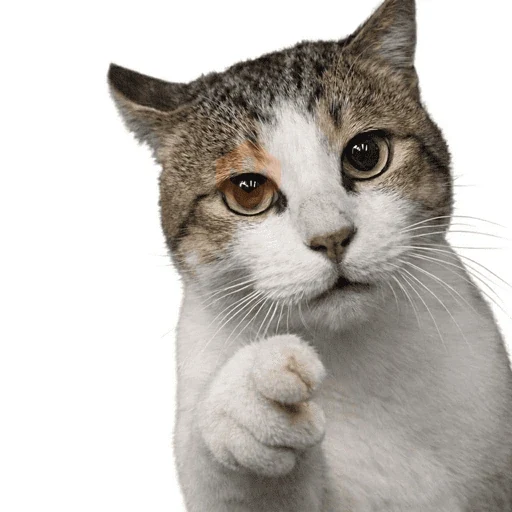 ANIMAL REACTION TIKTOK sticker 13