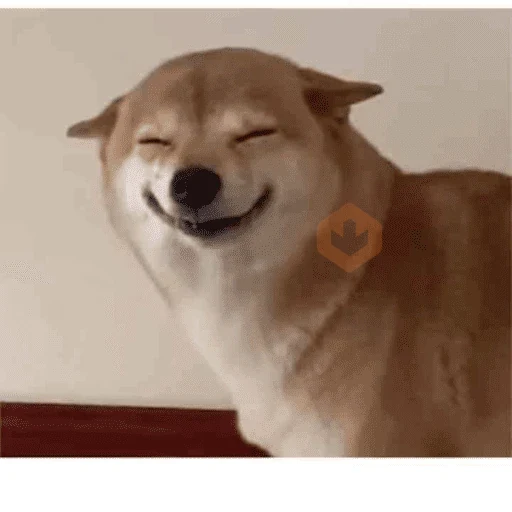 ANIMAL REACTION TIKTOK sticker 11