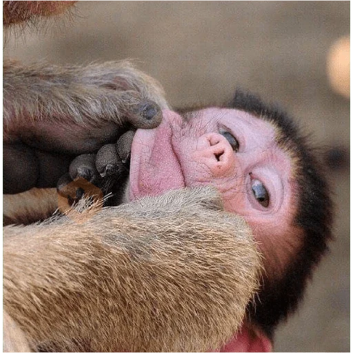 Monitos 6🐒 sticker 22