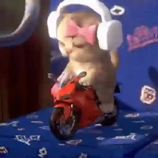 Gatos Dance Tiktok😺🍓 sticker 13
