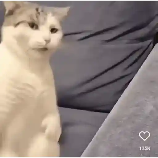 Gatos Dance Tiktok😺🍓 sticker 19