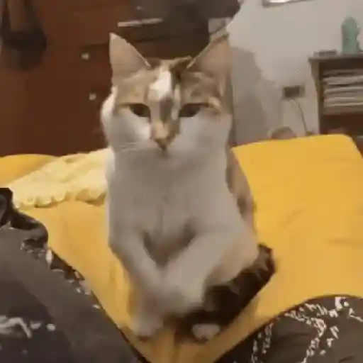 Gatos Dance Tiktok😺🍓 sticker 18