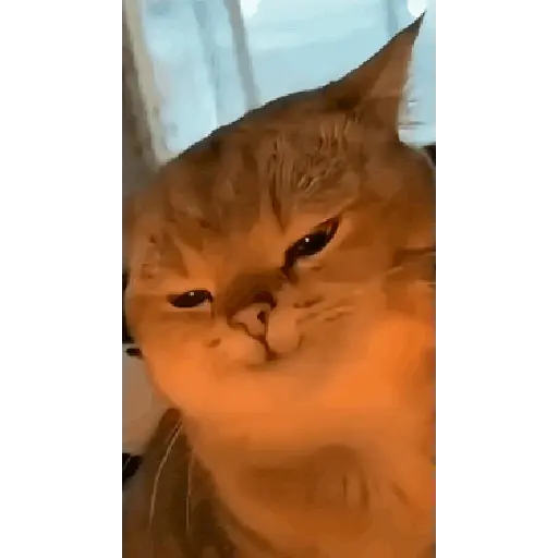 Gatos facheros Moods sticker 13