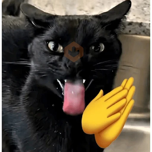 Gatos 😼♥️ sticker 13