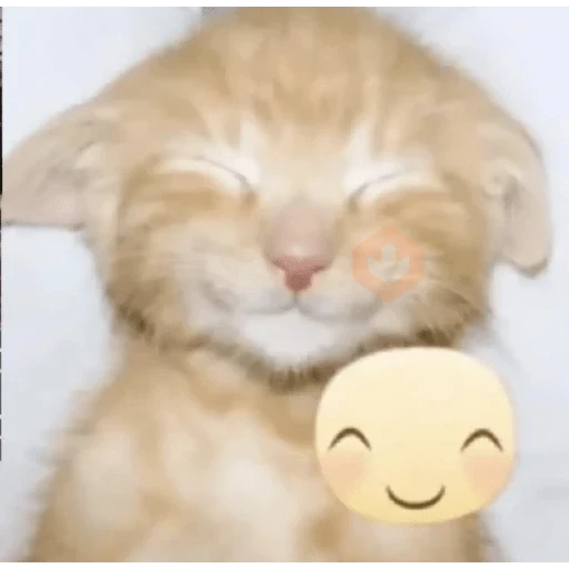 Gatos 😼♥️ sticker 11