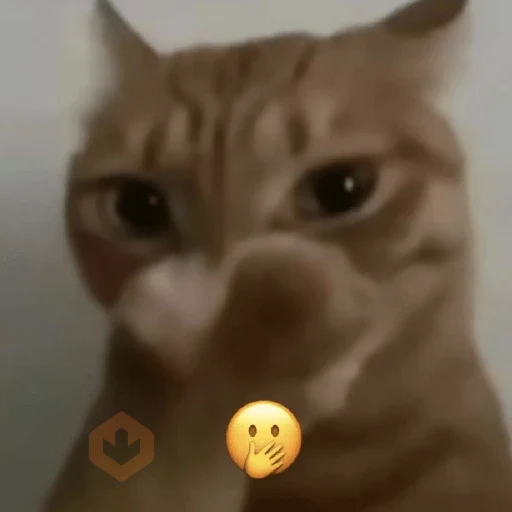 Gatos 😼♥️ sticker 12