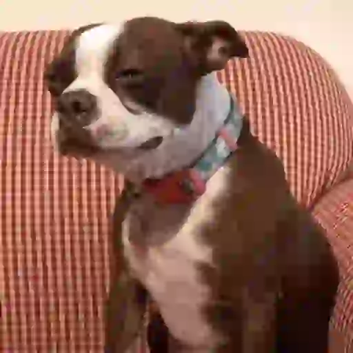 Animal Meme sticker 15