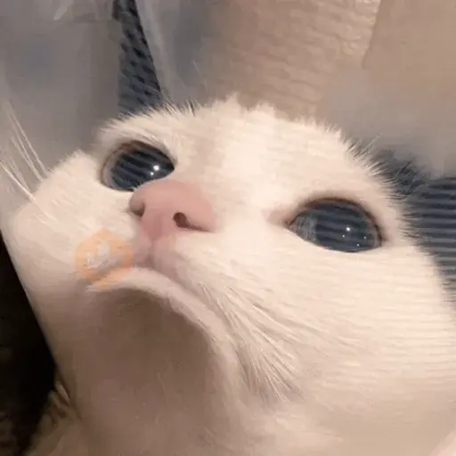 Animal Meme sticker 22