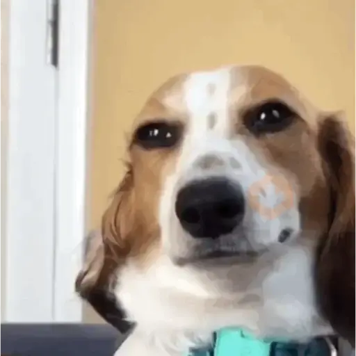 Animal Meme sticker 17