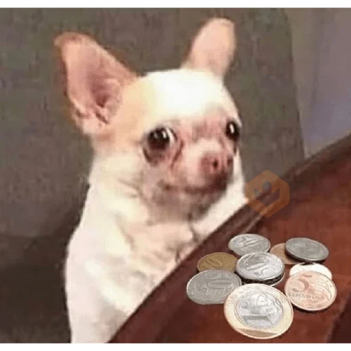 Novos memes fotos 6 sticker 17