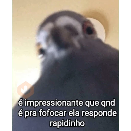Novos memes fotos 6 sticker 19