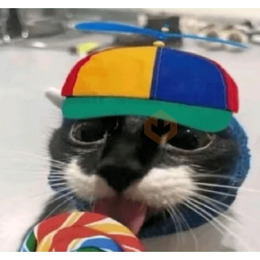 gato testudo sticker 14
